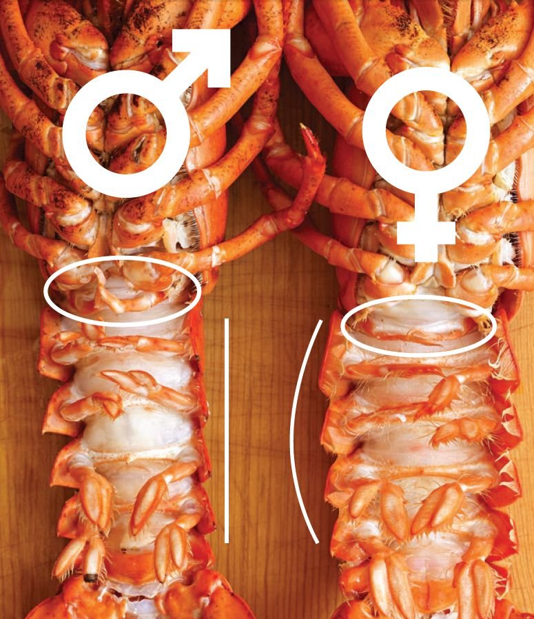 How to Tell If a Lobster is Male Or Female ?